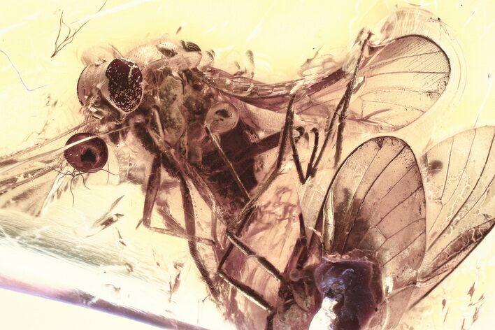 Detailed Fossil Predatory Snipe Fly (Rhagionidae) In Baltic Amber #335833